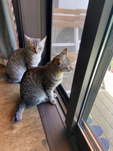 里親に出した3匹の子猫ちゃん情報♪