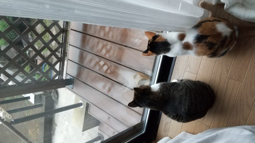 8日のチッチとこぶち♪