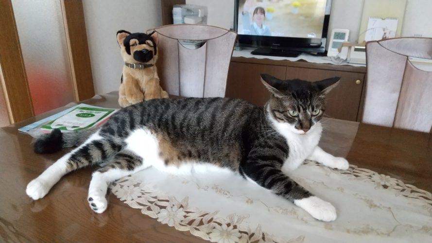 9日のチッチとこぶち♪