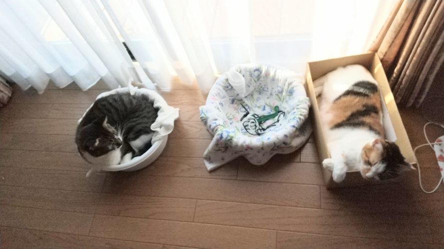 11日のチッチとこぶち♪