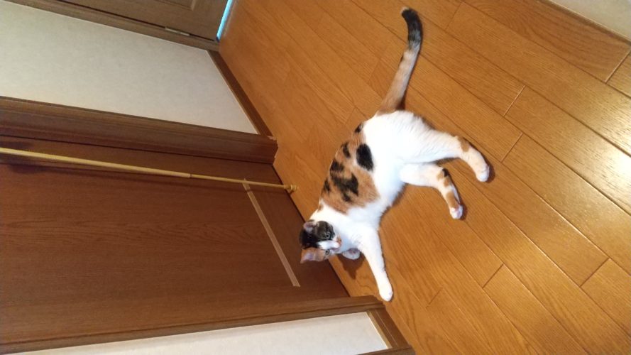 12日のチッチとこぶち♪