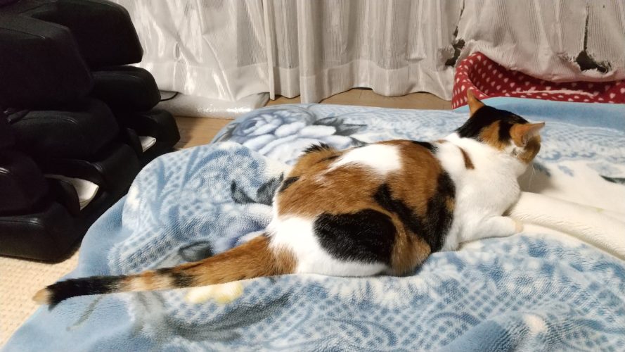 13日のチッチとこぶち♪