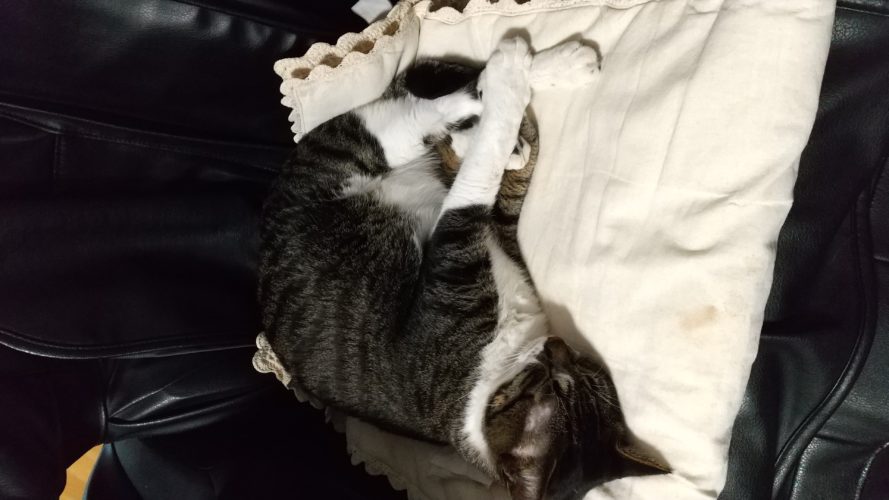 14日のチッチとこぶち♪