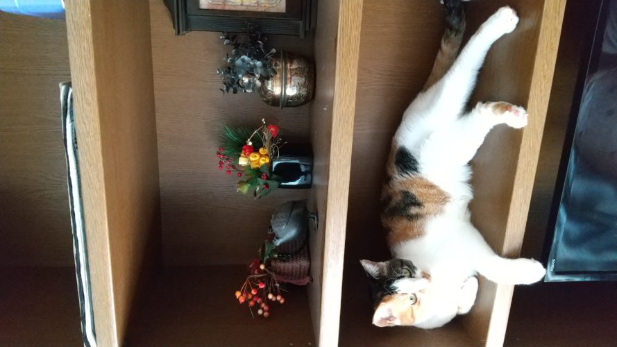 17日のチッチとこぶち♪