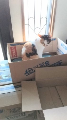 19日のチッチとこぶち♪