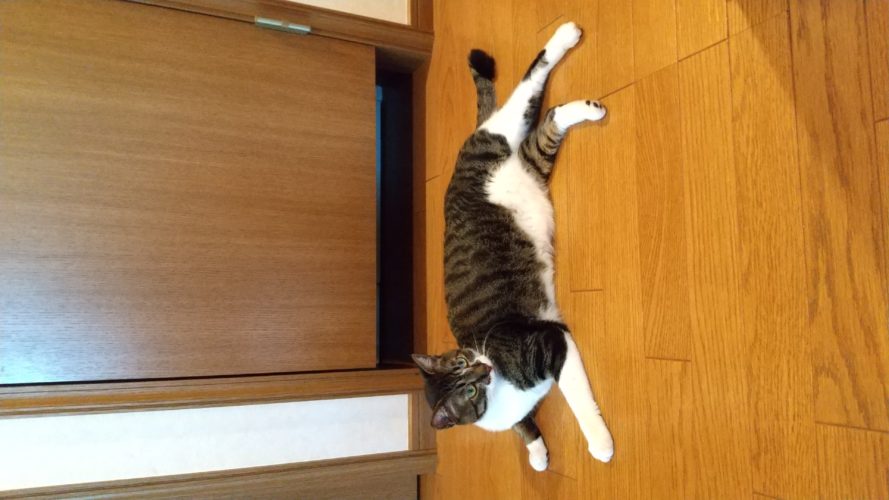 21日のチッチとこぶち♪