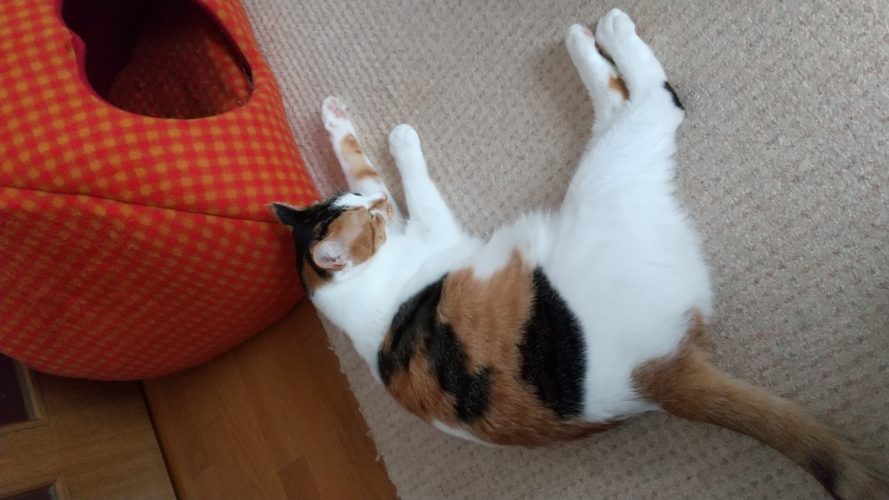 22日のチッチとこぶち♪