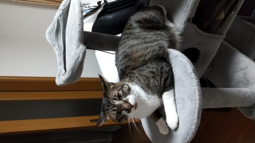 24日のチッチとこぶち♪