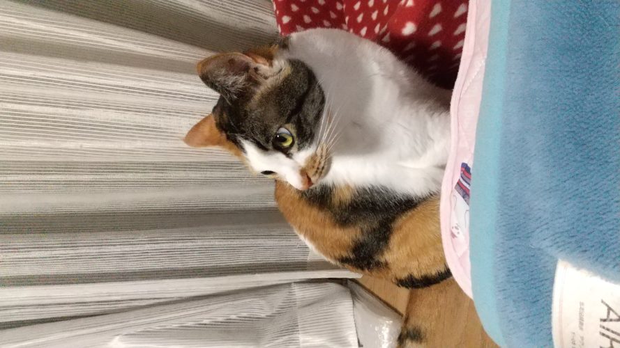 4日のチッチとこぶち♪