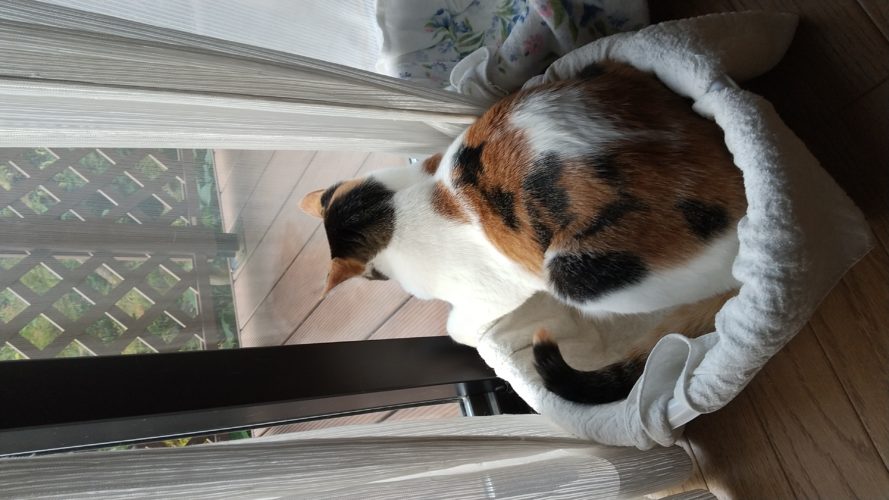 7日のチッチとこぶち♪