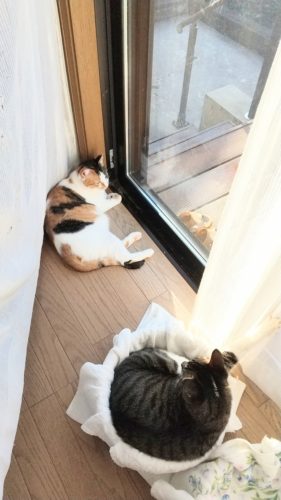 10日のチッチとこぶち♪