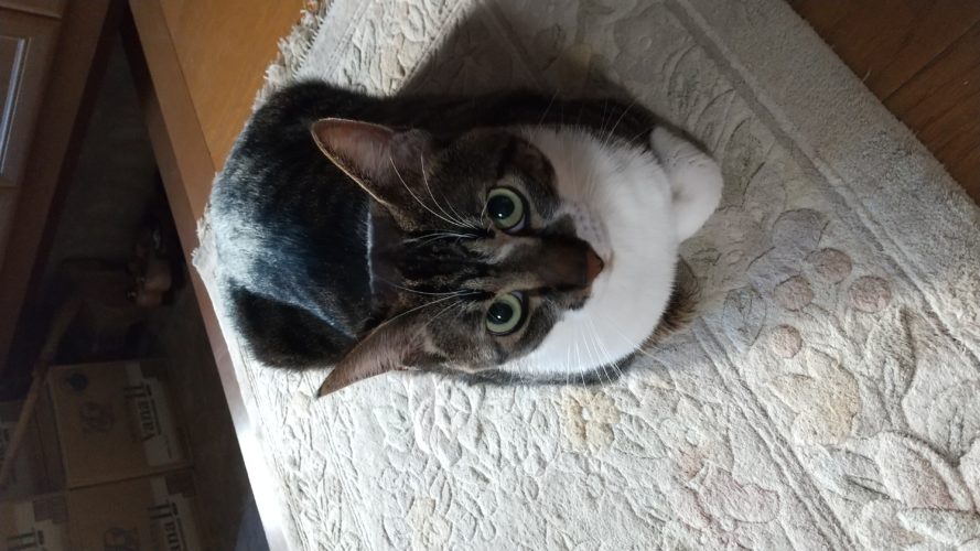 11日のチッチとこぶち♪