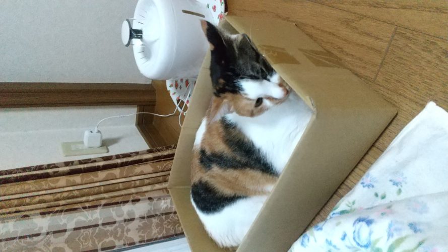 12日のチッチとこぶち(1歳11ヶ月)♪