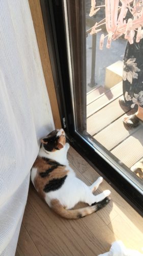 14日のチッチとこぶち♪