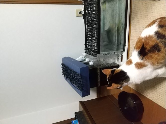 16日のチッチとこぶち♪