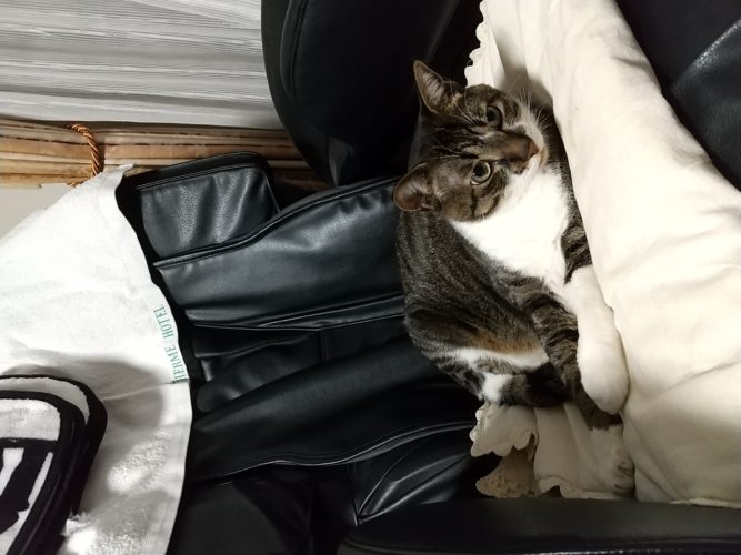 17日のチッチとこぶち♪