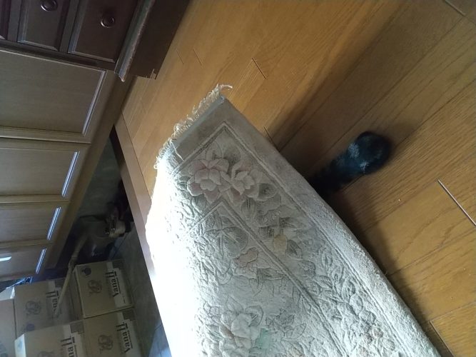 18日のチッチとこぶち♪