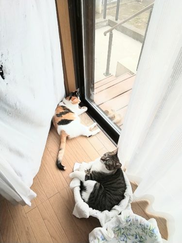 19日のチッチとこぶち♪