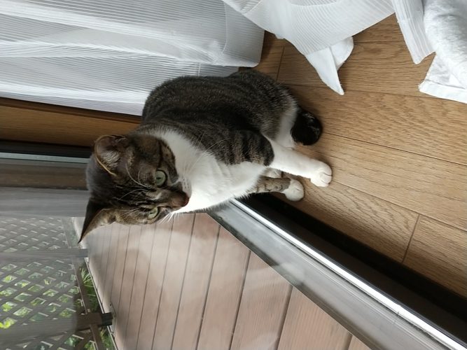 20日のチッチとこぶち♪