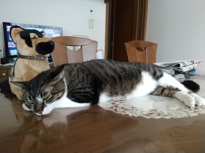 21日のチッチとこぶち♪