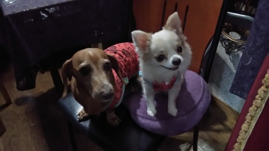 チャッピーちゃんとリリィちゃんのお土産♪