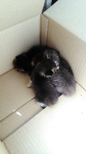 岩槻店に５匹の子猫ちゃんがいました♪