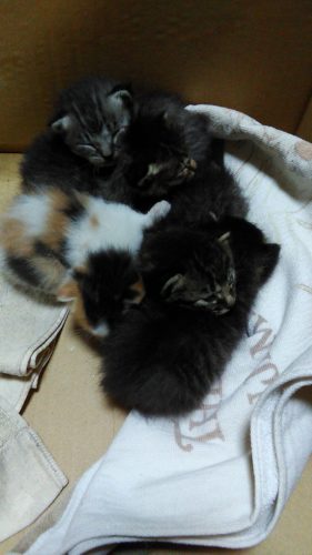岩槻店の５匹の子猫ちゃん♪