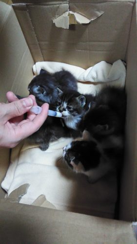 岩槻店の５匹の子猫ちゃんおトイレ覚えました♪