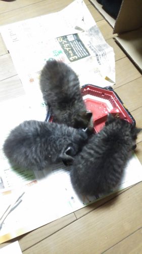 岩槻店の5匹の子猫ちゃん♪
