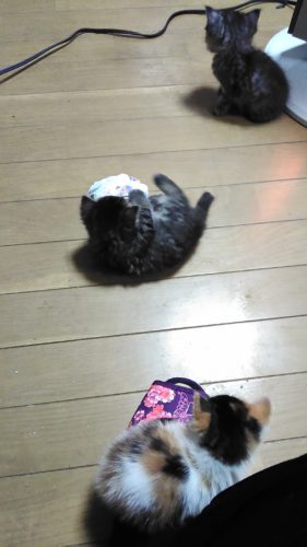 岩槻店の5匹の子猫ちゃん♪