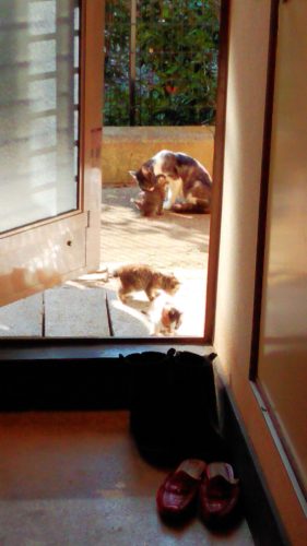 岩槻店の5匹の子猫ちゃん♪