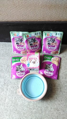 岩槻店の5匹の子猫ちゃん♪