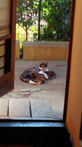 岩槻店の庭と猫小屋を掃除しました♪