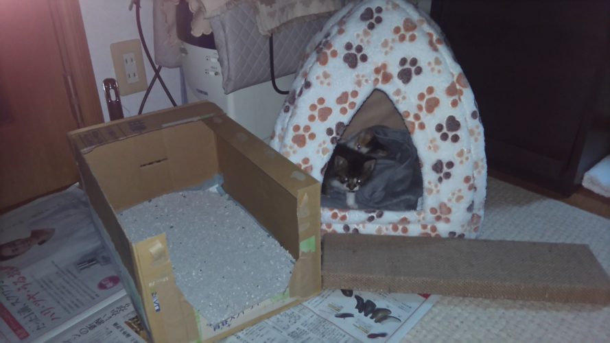 チッチ、こぶち、お家に着いたよ♪