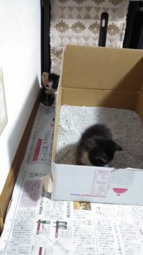 14日のチッチとこぶち♪