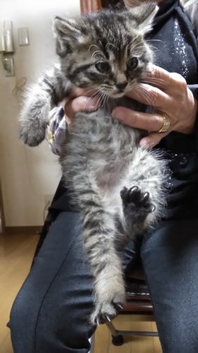 岩槻店の3匹の子猫ちゃん里親決まりました♪