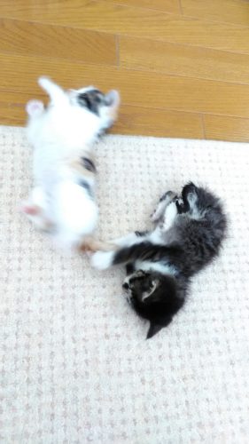 19日のチッチとこぶち♪