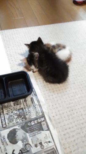 23日のチッチとこぶち♪