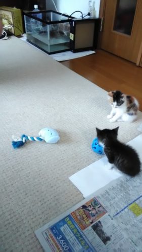 25日のチッチとこぶち♪