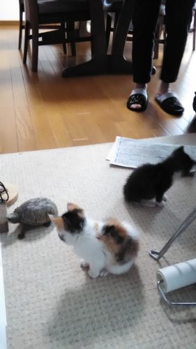 2日のチッチとこぶち♪