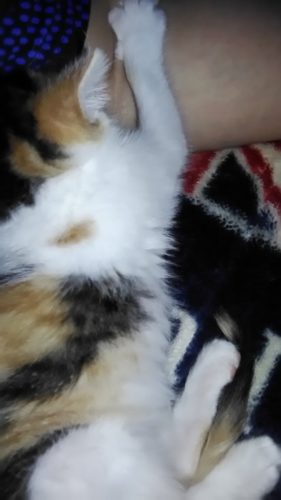 3日のチッチとこぶち♪