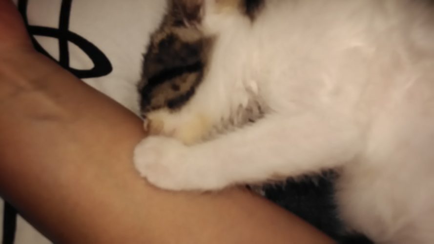 4日のチッチとこぶち♪