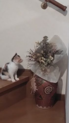 5日のチッチとこぶち♪