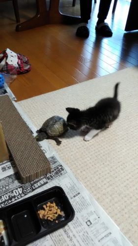 7日のチッチとこぶち♪