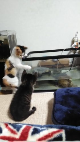 8日のチッチとこぶち♪