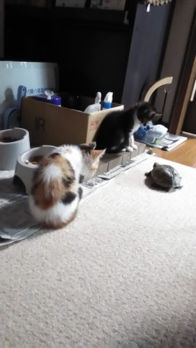 9日のチッチとこぶち♪