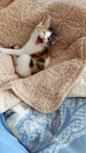 12日のチッチとこぶち♪