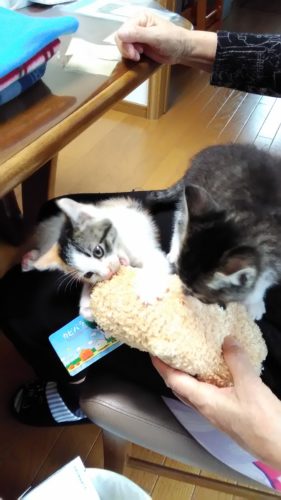 13日のチッチとこぶち♪