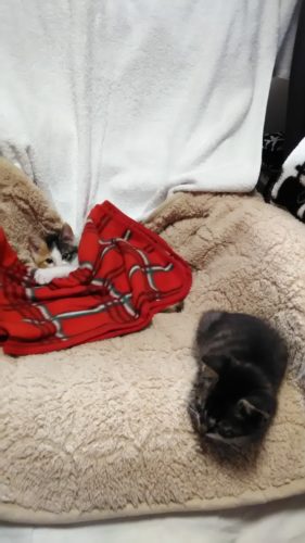 14日のチッチとこぶち♪