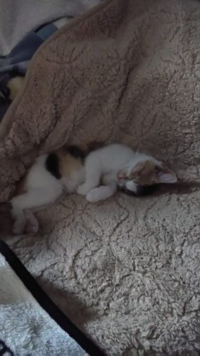 15日のチッチとこぶち♪